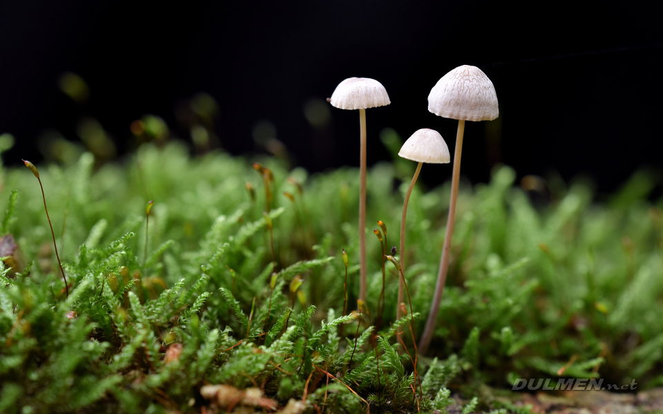 Mycena